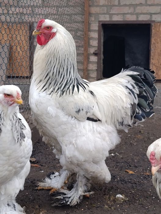 Інкубаційні яйця курей породи Брама світла