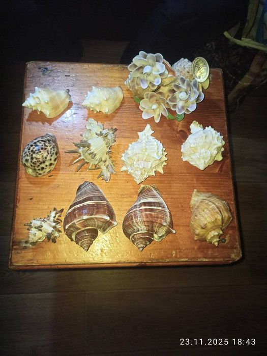 продам разные аквариумные ракушки