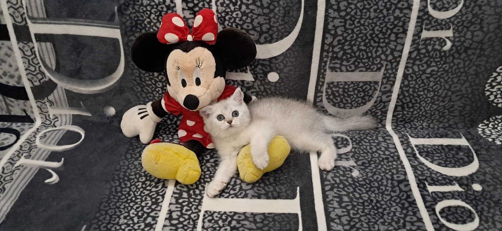 Шотландский котёнок модного окраса серебристая шиншилла.