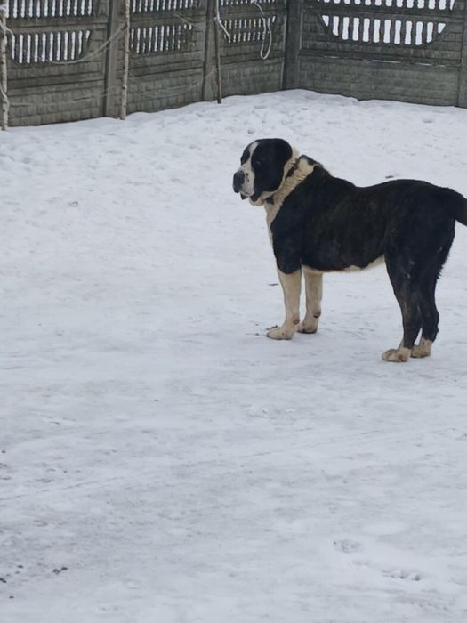 Sprzedam psa owczarek środkowoazjatycki
