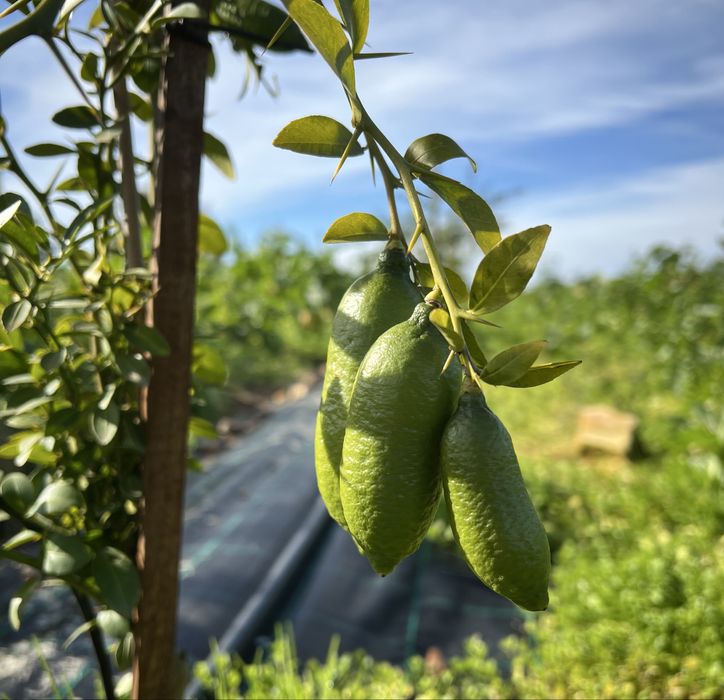 Vendo fruto Limão Caviar Verde | ao Kg ou unidade