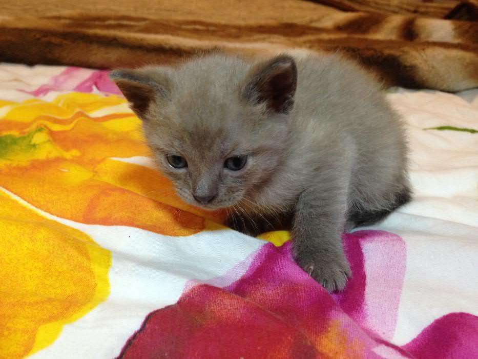 Шоколадные бурманские (бурма) котята