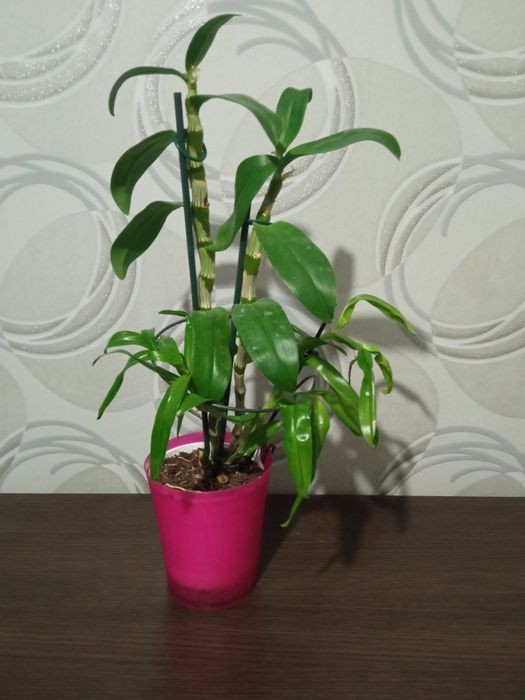 Орхідея дендробіум