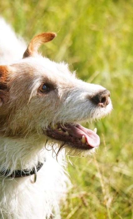 Do adopcji wyjątkowy pies –w typie Jack R. Terriera!