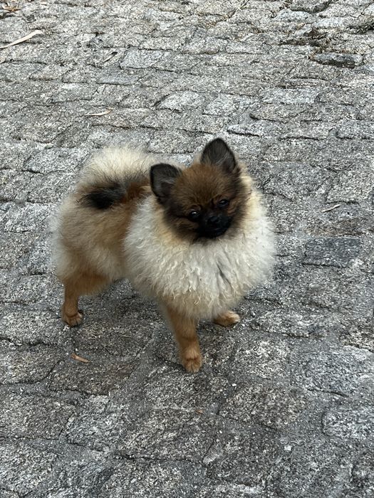 Macho spitz alemão anão em Braga