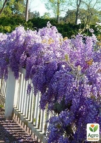 Гліцинія ( вістерія ) саджанці