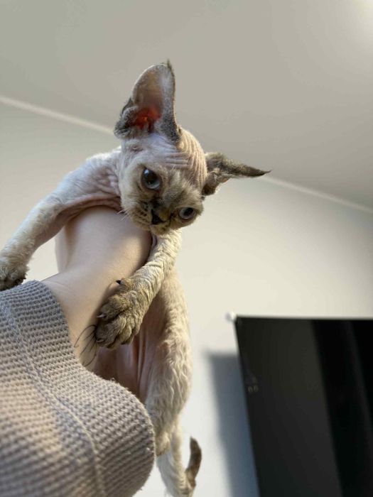 Piękny kocurek DEVON REX Fpl Drx
