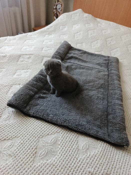 Лежанка, печера для котів