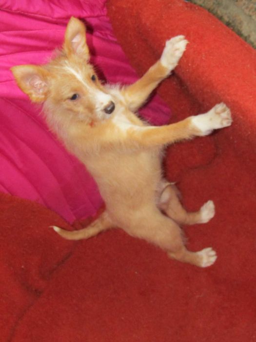 Podengo Português Médio Cerdoso LOP/Pedigree/Afixo