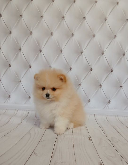 Ведмедик померанського шпіца