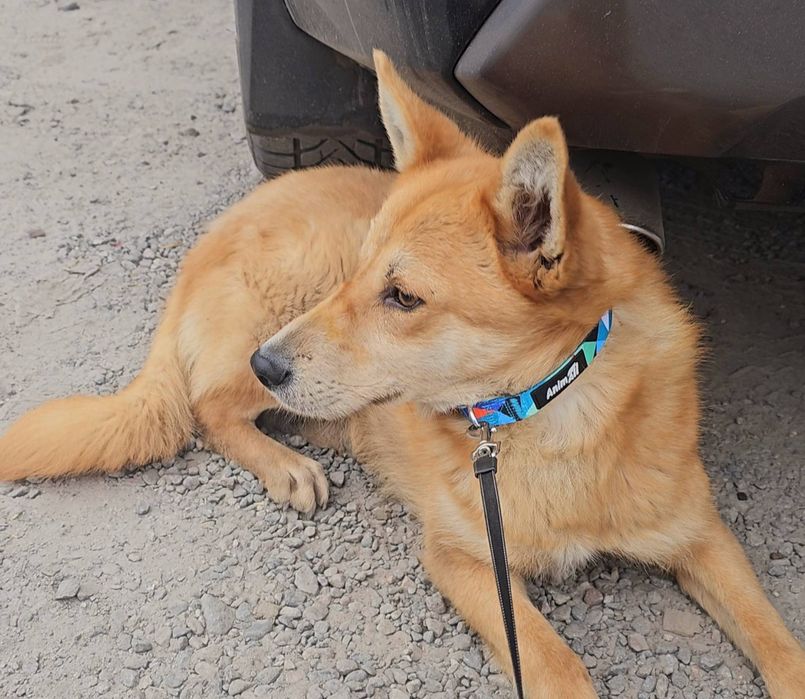 Песик в добрі ручки!