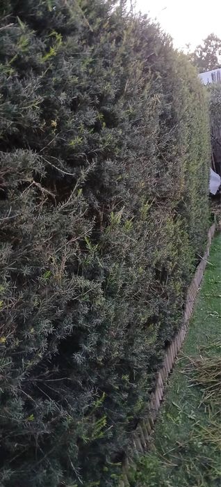 Limpeza e manutencao de jardins e quintais