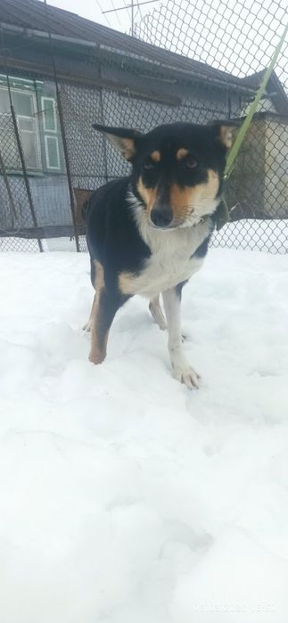 дівчинка безкоштовно