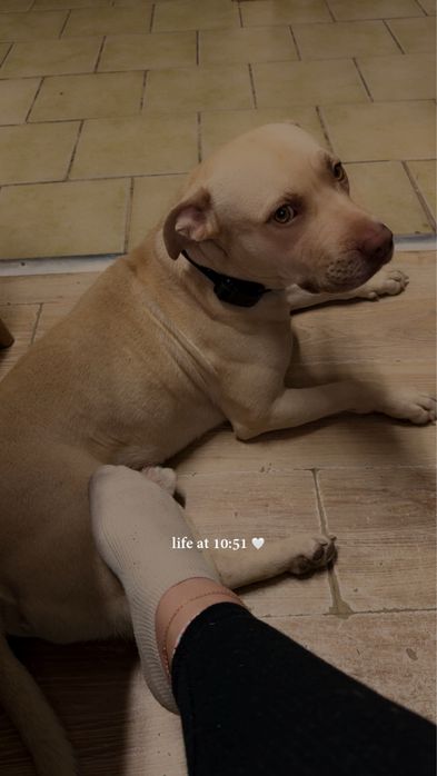 3 letni Barry - pitbull szuka szczesliwego domku