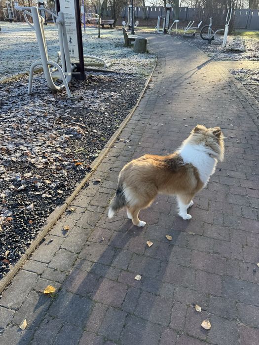 Owczarek szkocki collie FCI