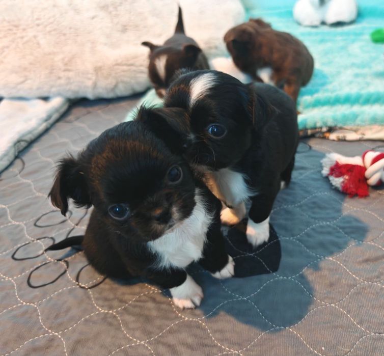 Chihuahua długowłosa chlopczyk