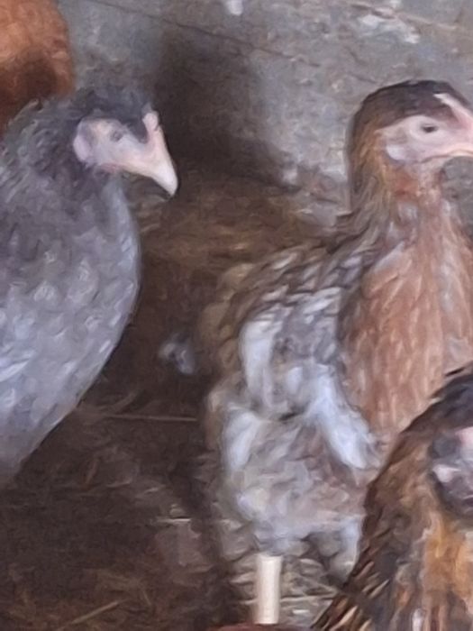 Kury  nioski 20 tygodni