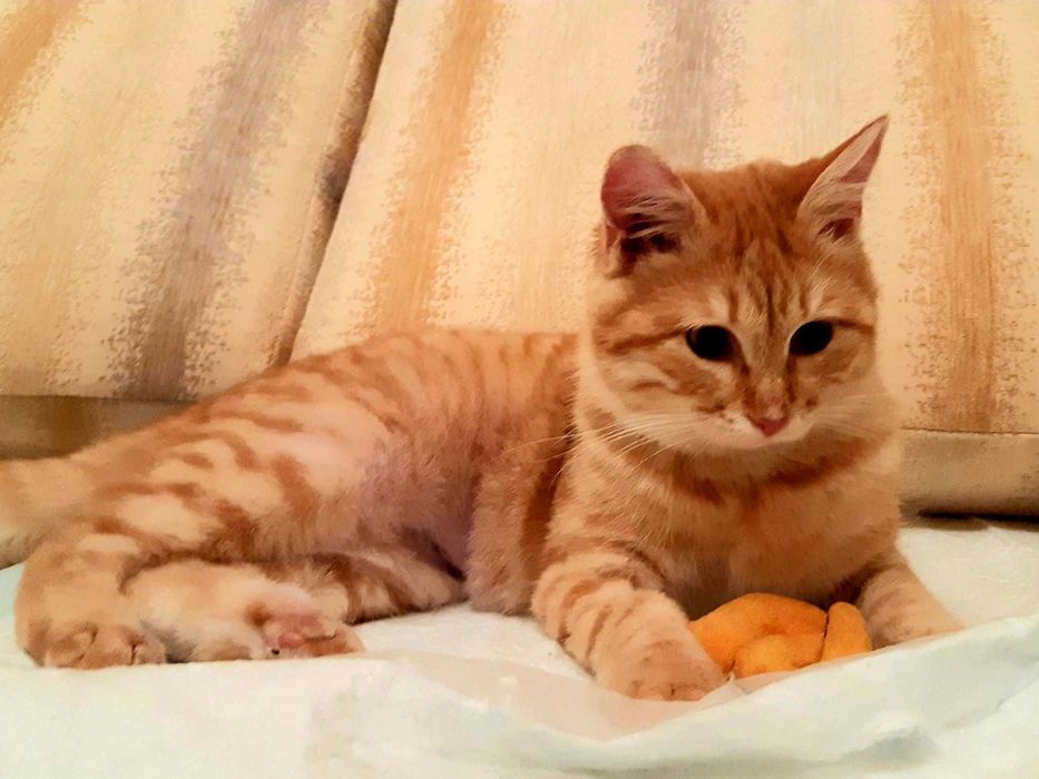 Молодая кошечка Хани ищет новый дом