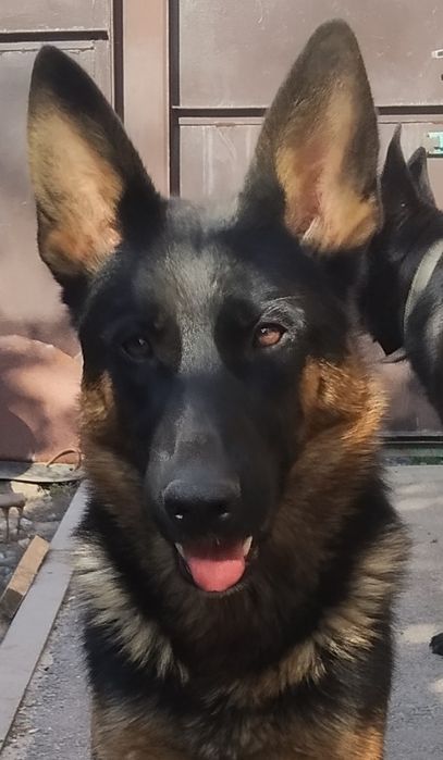 За супер цену! В любящие руки.