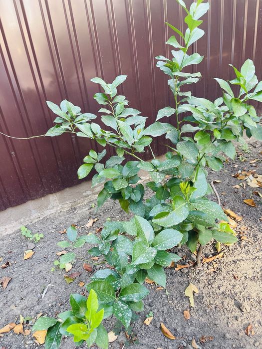 Лимон, дерево