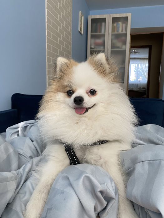 Вʼязка шпіц з родоводом