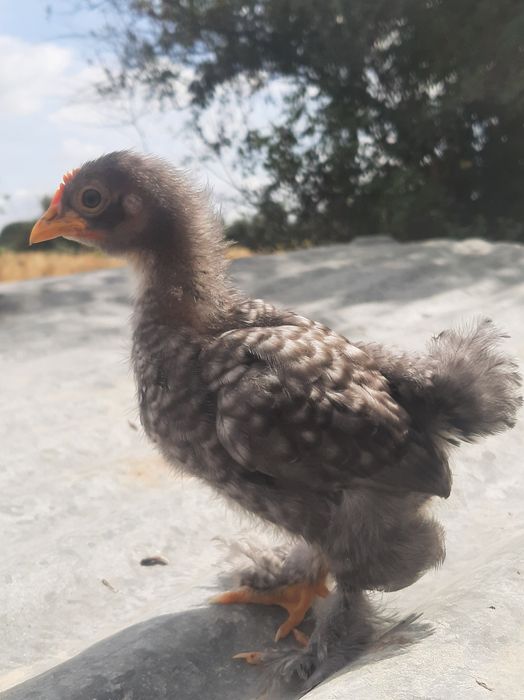 Pintos pekins 1 mês