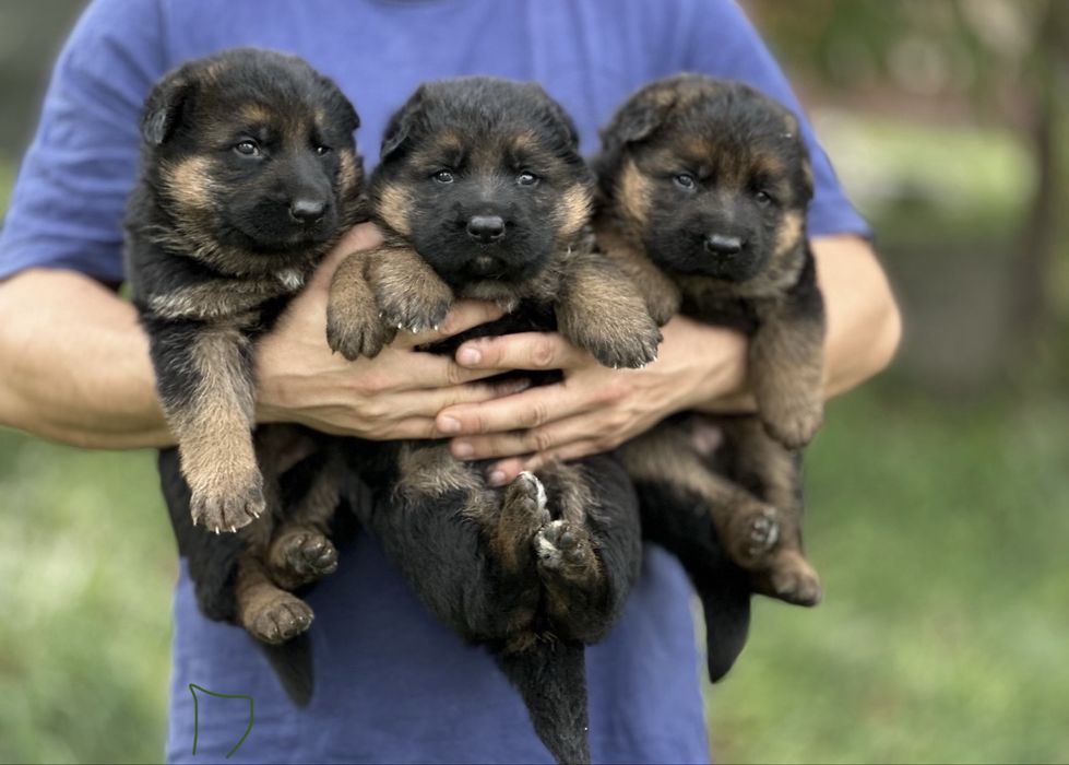 Німецька вівчарка. Німці чистокровні. Породисті собаки. З паспортом