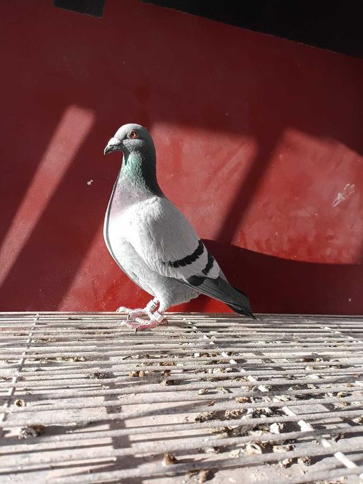 Sprzedam gołębie pocztowe po org. Puttmann.