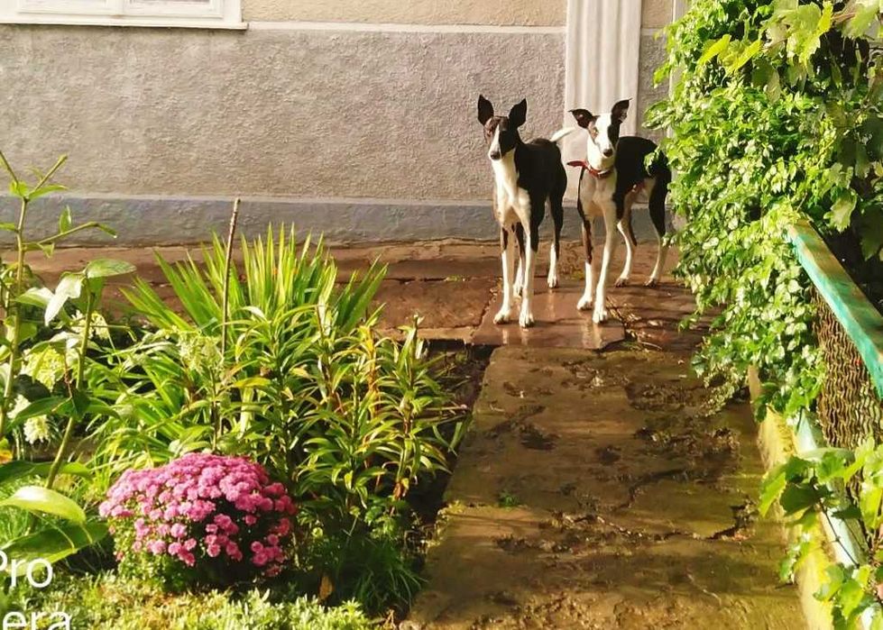 Хорти-мисливські собаки