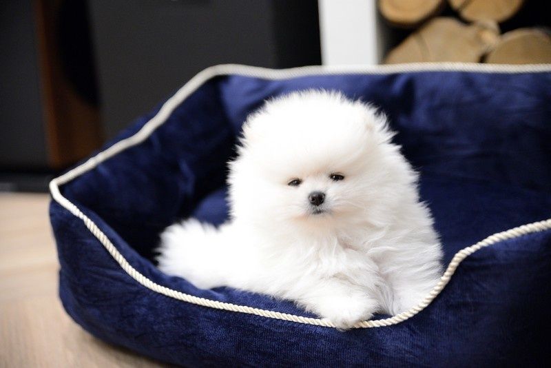 Pomeranian typ misia biały