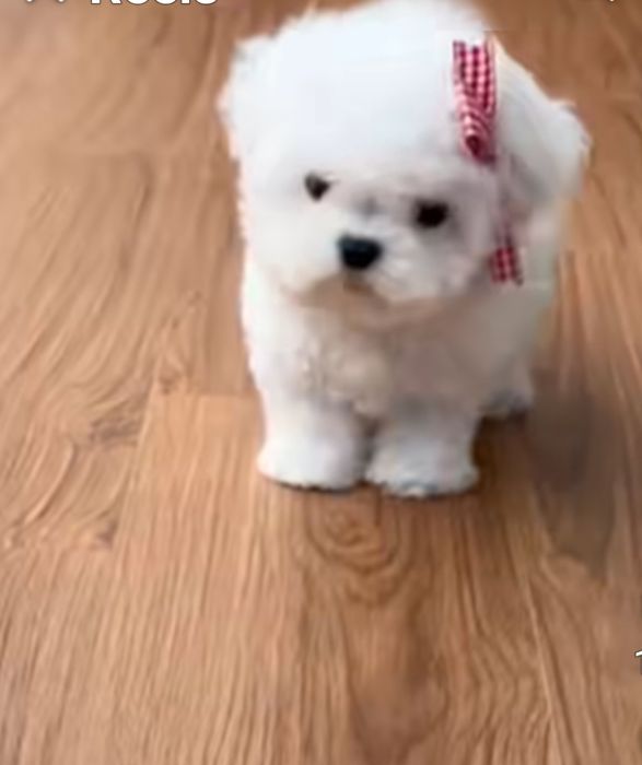 Bichon Maltês  disponível