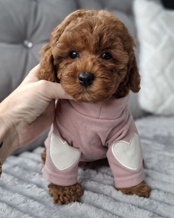 Чудова розкішна красуня .