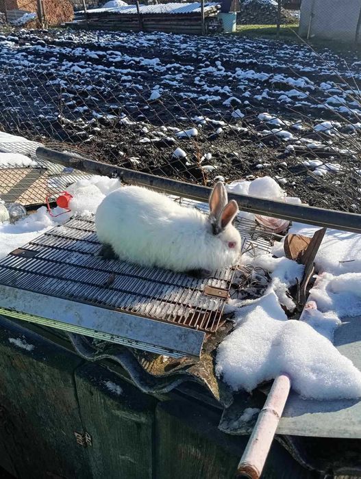 Продаються кролики каліфорнійці