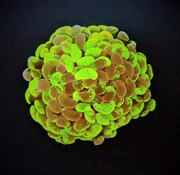 Euphyllia paraancora (Two Tone) (1 główka)