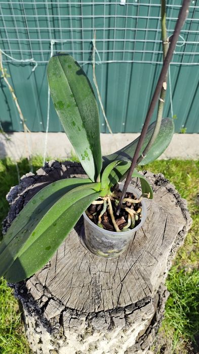 Продам орхідею фаленопсис 10,5 см ТЕРМІНОВО