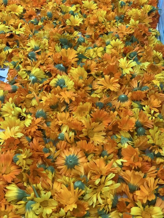 Продам нагідки лікарські