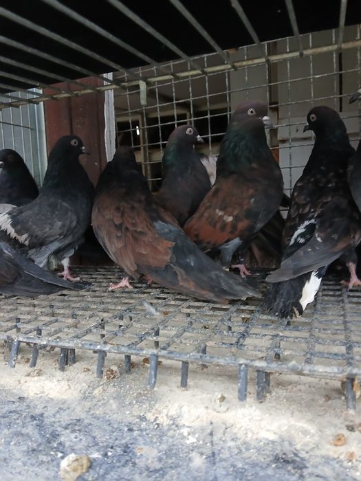 Gołębie kierowogradzkie