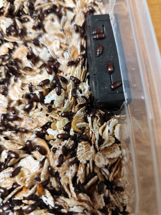 Жук знахарь / чорнотелка.