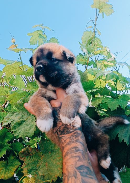 Маю хлопчиків та дівчаток