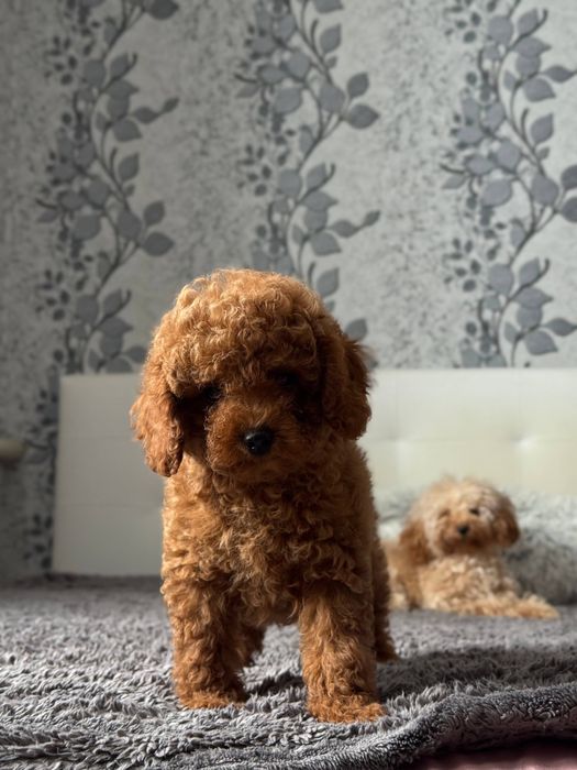 Той пуделя Red Браун