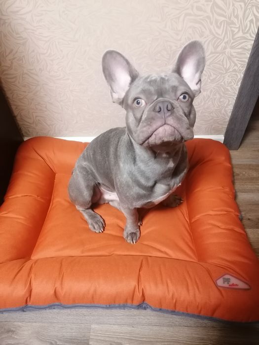 Французик ищет девочку