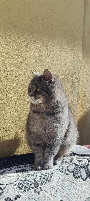 Віддам бескоштовно