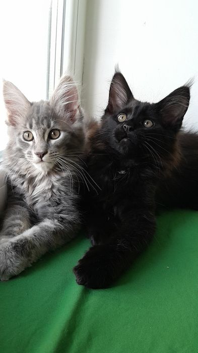 Кошенята мейн кун.