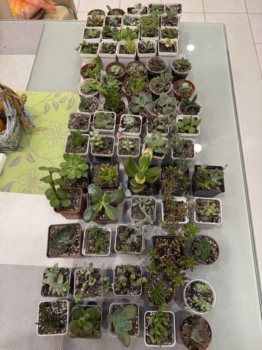 Продам сукуленти