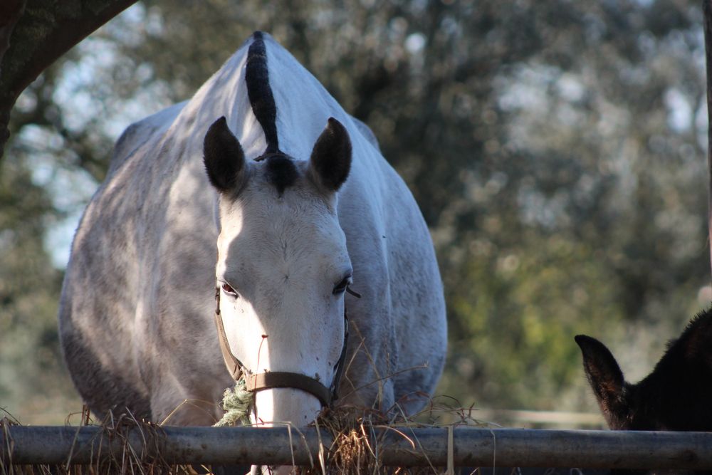 Vendo letra “o” prenha!