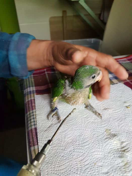 Mustaches para acabar de criar a mão