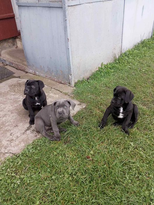 Кане - Корсо цуценята