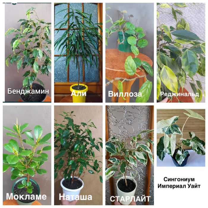 Сингониум ИМПЕРИАЛ ВАЙТ Али Мокламе Реджинальд Виллоза Старлайт Наташа