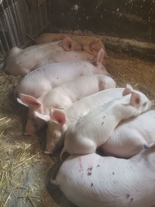 Продам малих поросят ціна вказана за 1шт