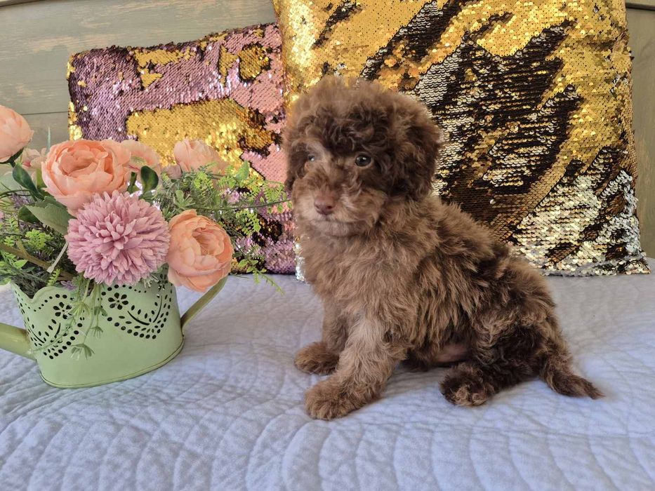 Merle  chokolate color. Pudel toy